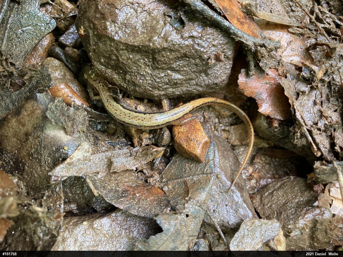 Northern Two-lined Salamander