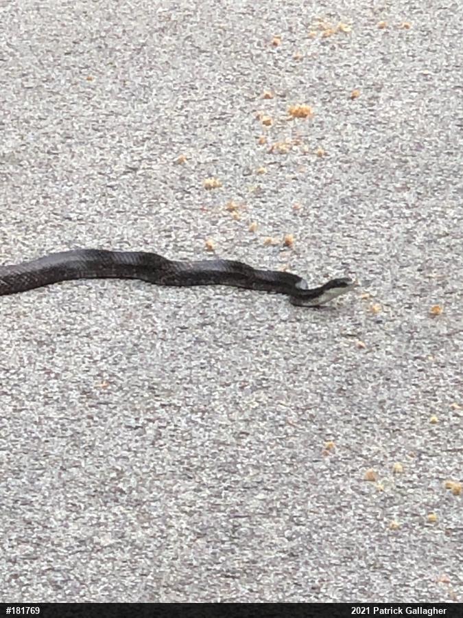 Eastern Ratsnake