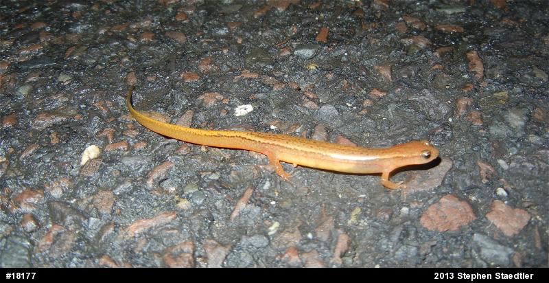 Northern Two-lined Salamander