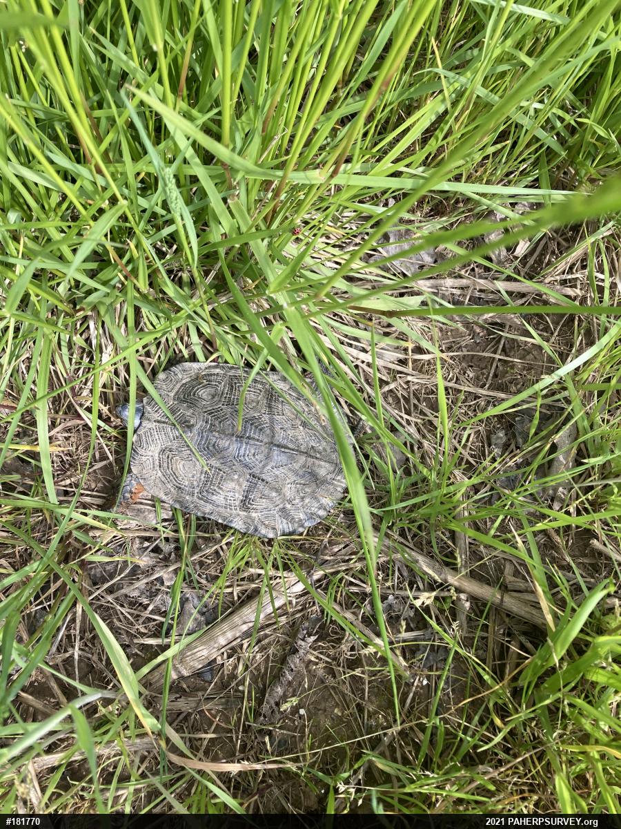 Wood Turtle