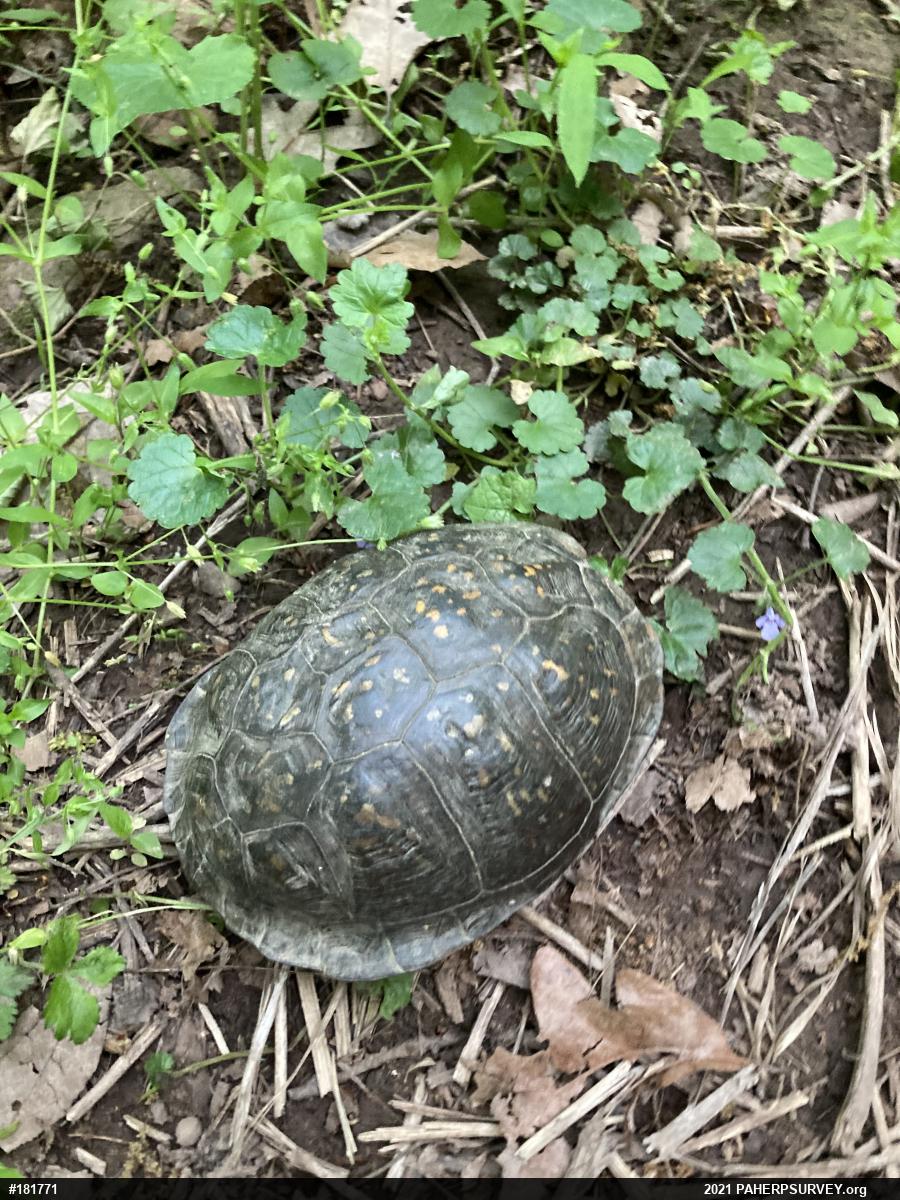 Eastern Box Turtle
