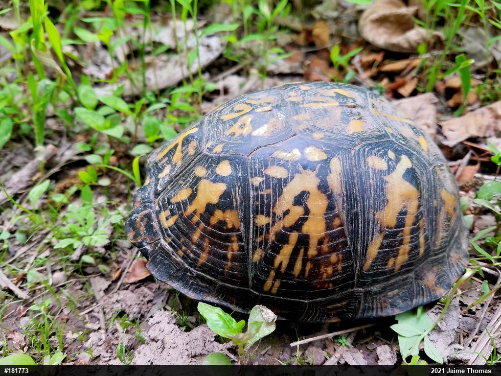 Eastern Box Turtle
