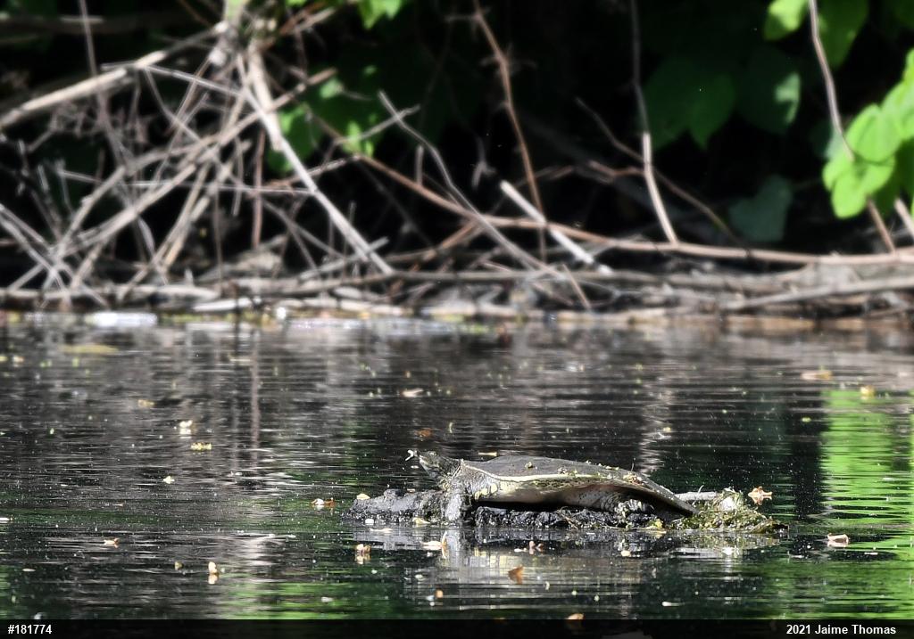 Eastern Spiny Softshell
