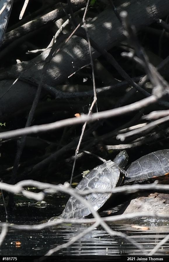 Northern Map Turtle