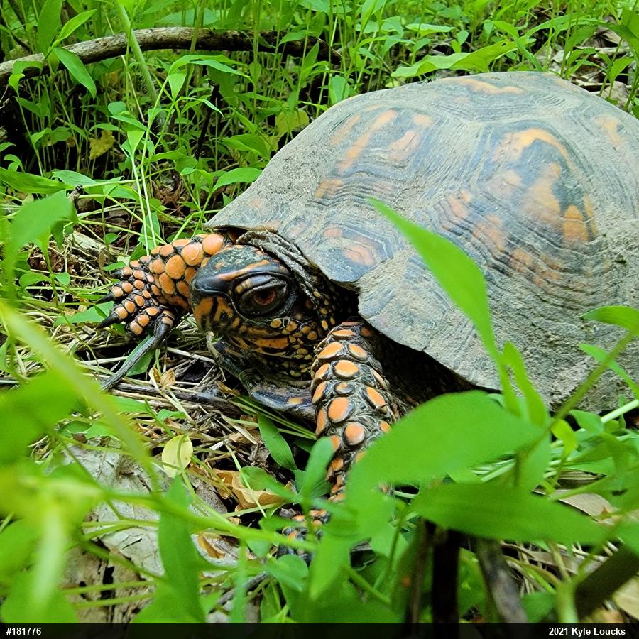Eastern Box Turtle