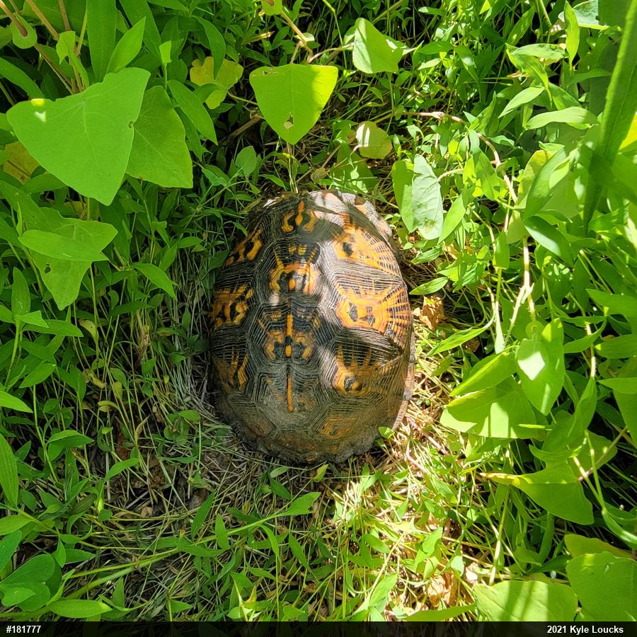 Eastern Box Turtle