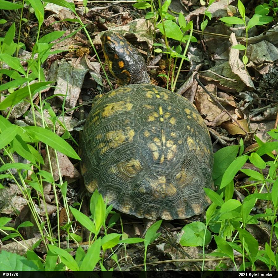 Eastern Box Turtle