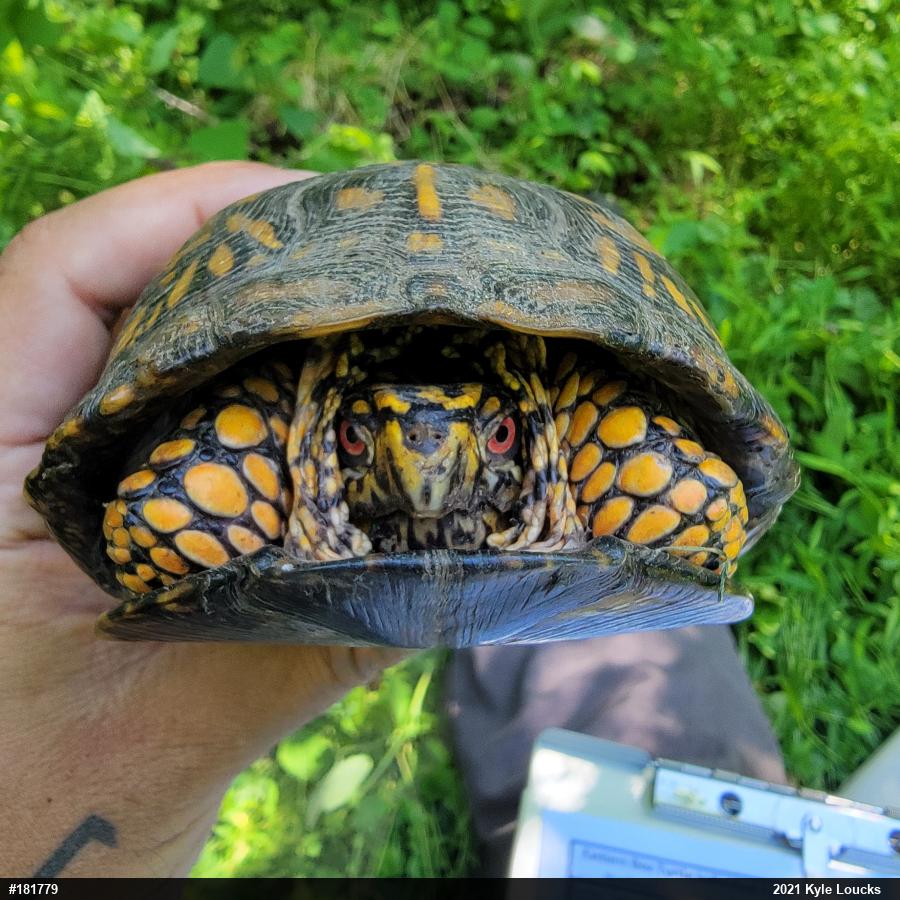 Eastern Box Turtle