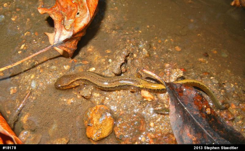 Northern Two-lined Salamander