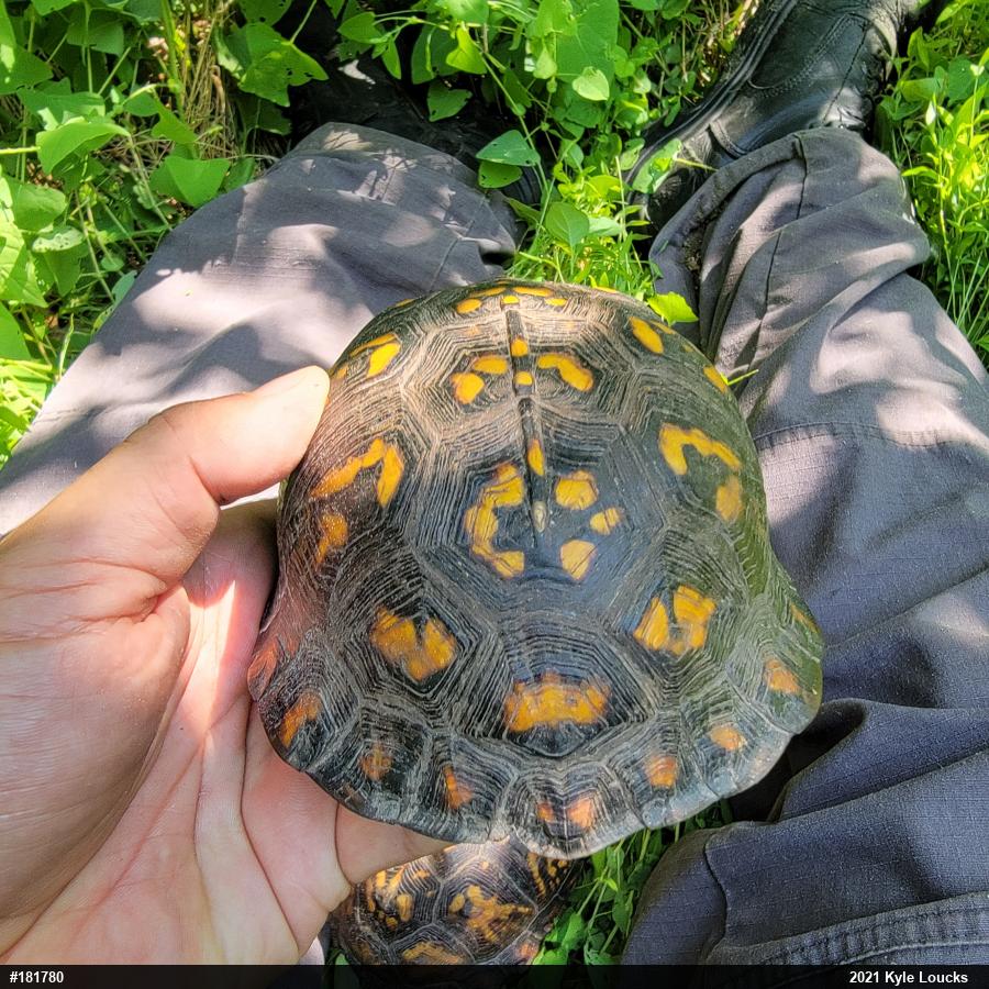 Eastern Box Turtle