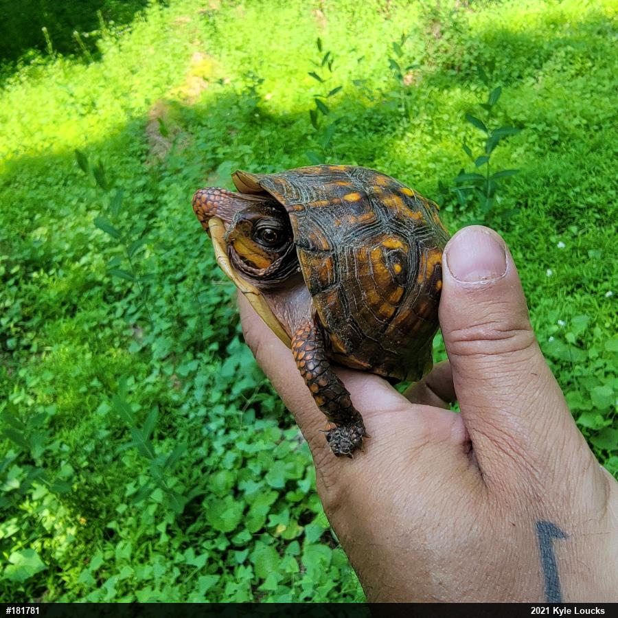 Eastern Box Turtle