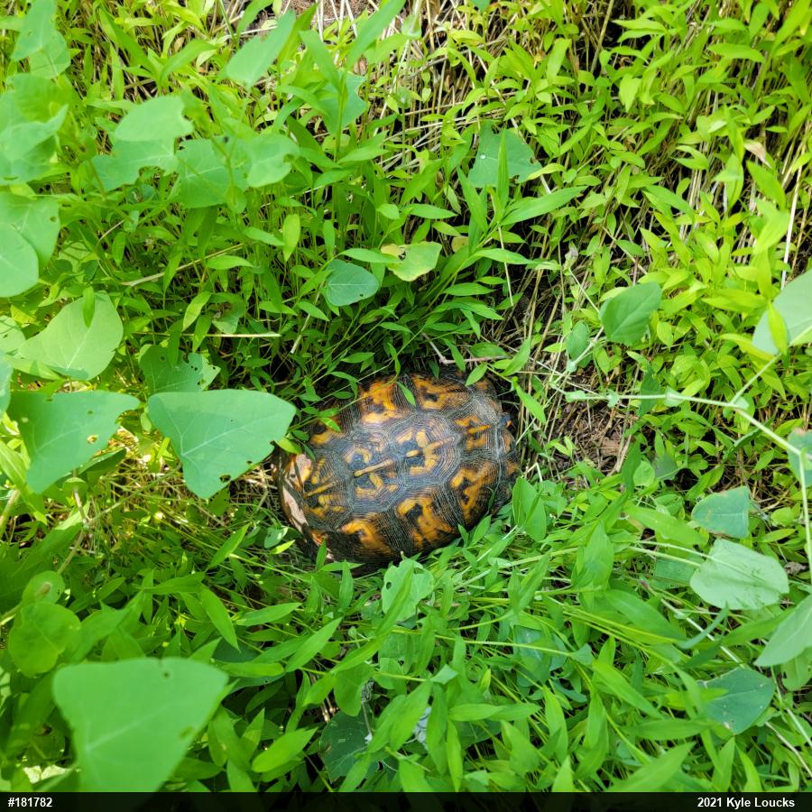 Eastern Box Turtle
