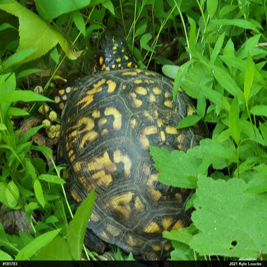 Eastern Box Turtle