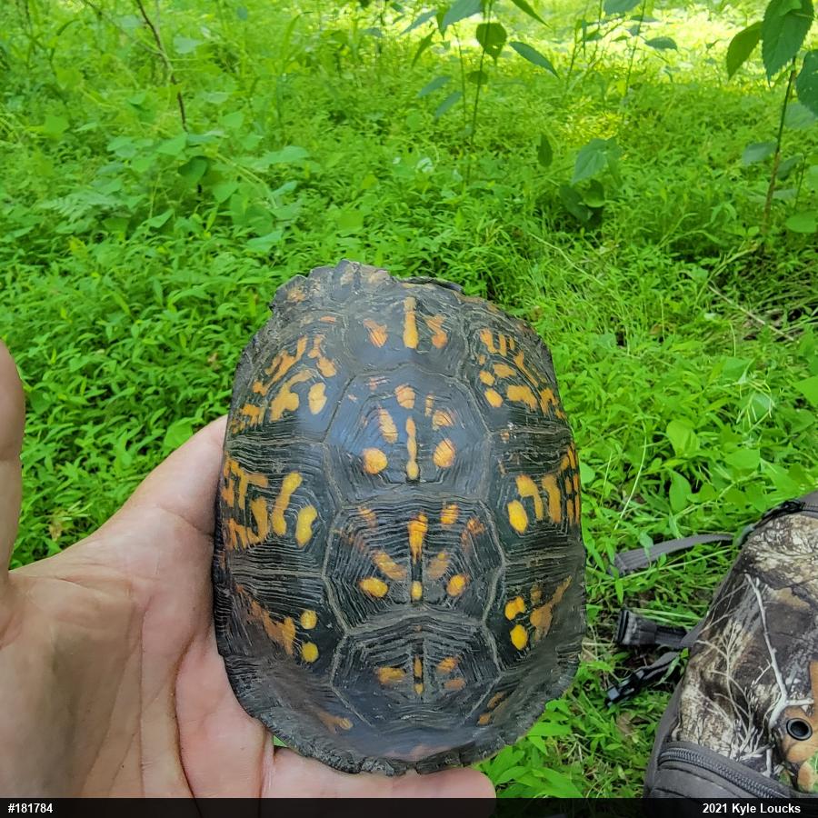 Eastern Box Turtle