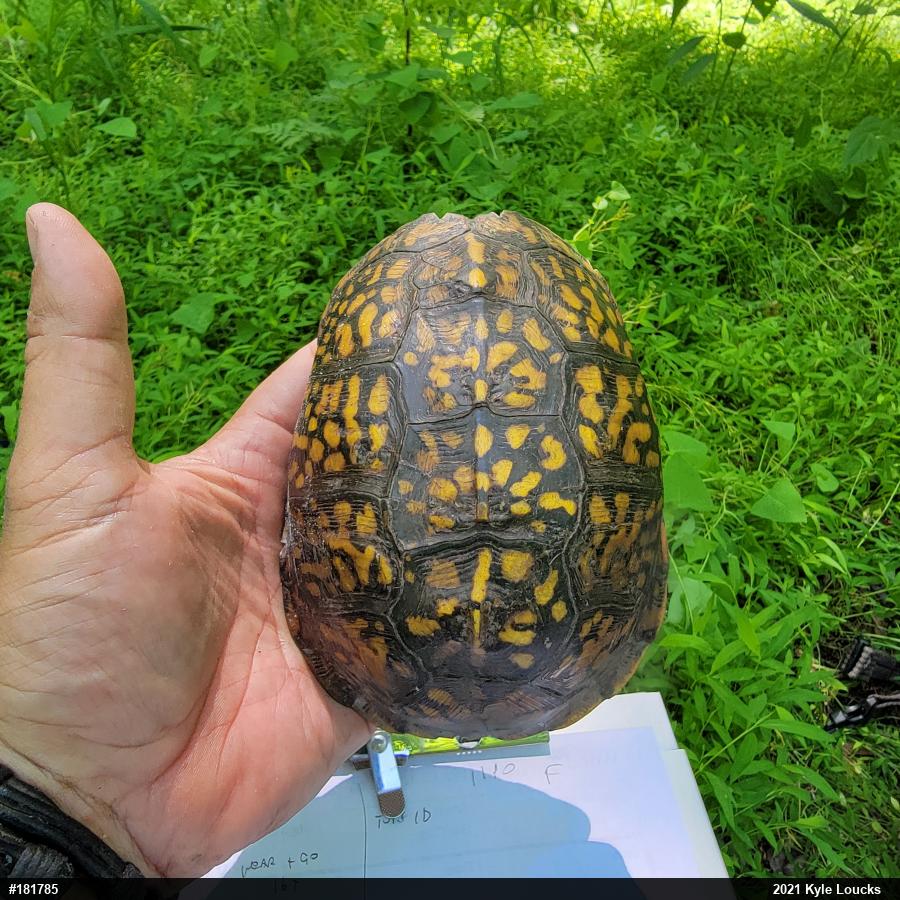 Eastern Box Turtle
