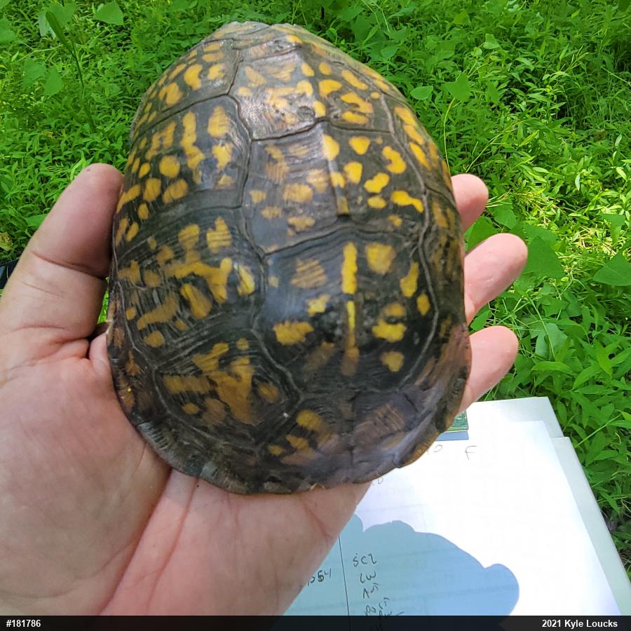 Eastern Box Turtle