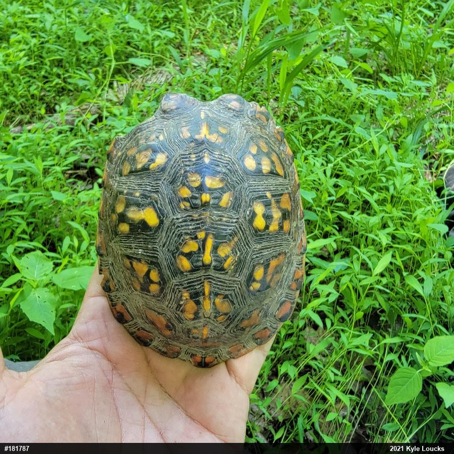 Eastern Box Turtle