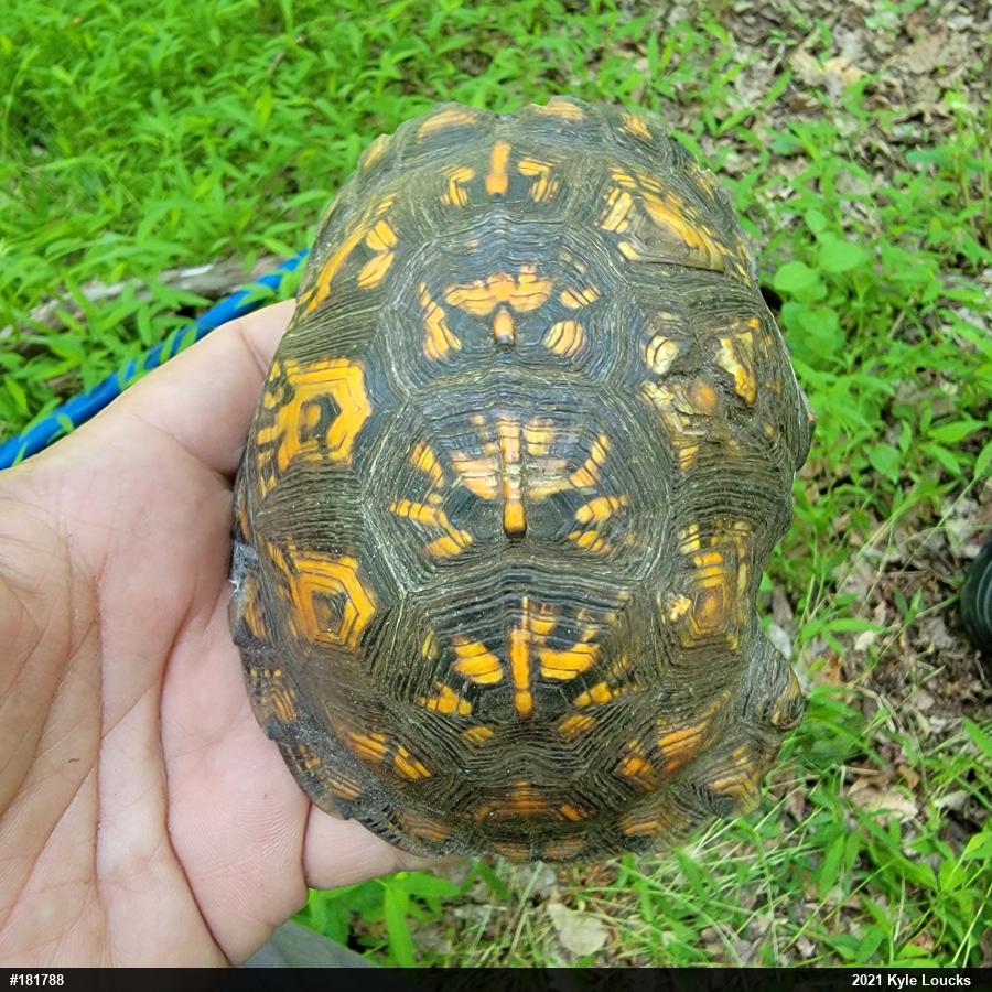 Eastern Box Turtle
