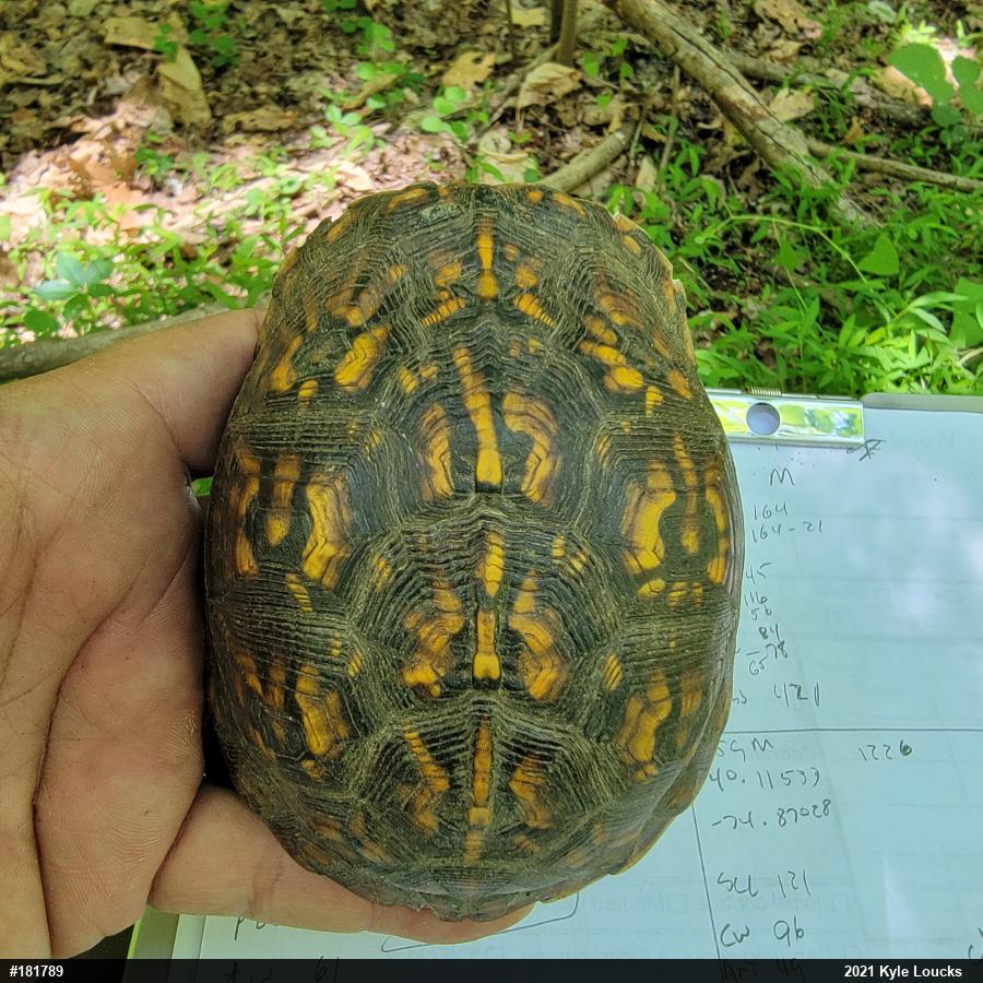 Eastern Box Turtle