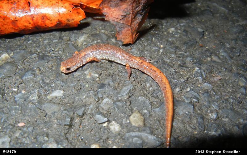 Four-toed Salamander