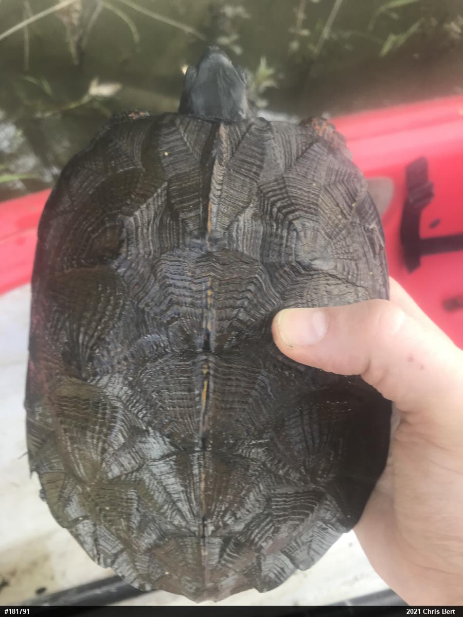 Wood Turtle