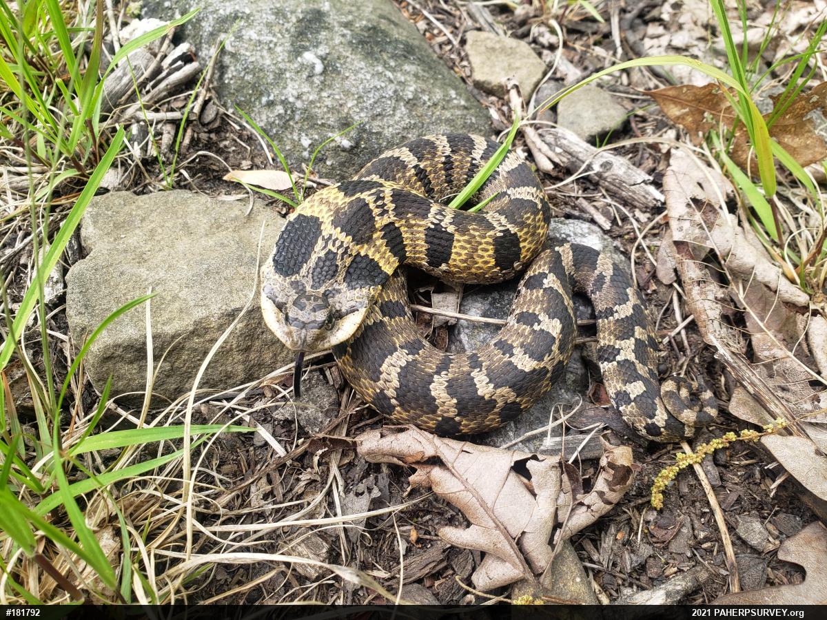 Eastern Hog-nosed Snake