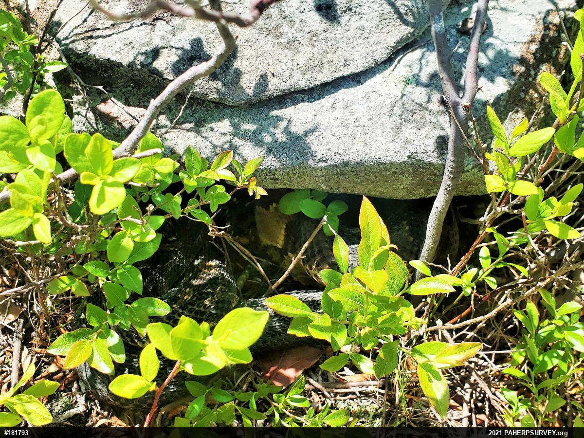 Timber Rattlesnake