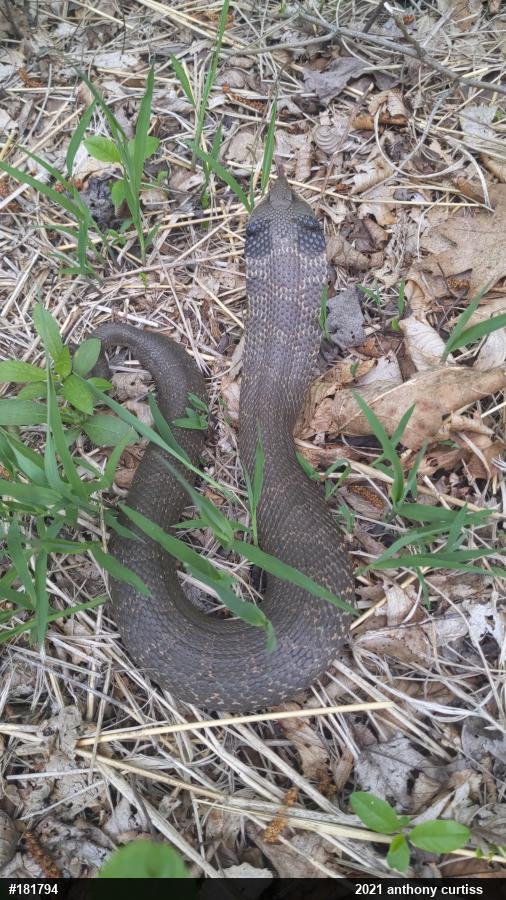 Eastern Hog-nosed Snake