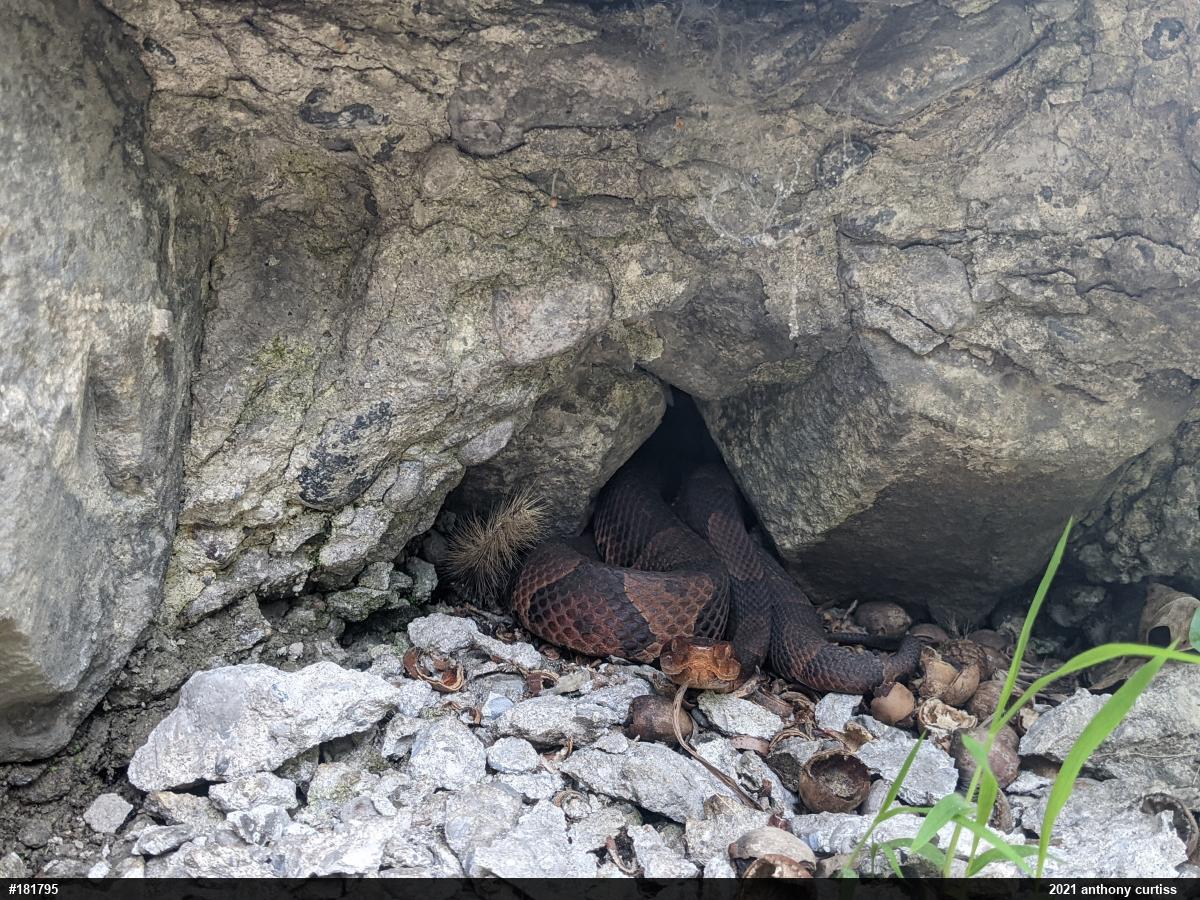 Northern Copperhead