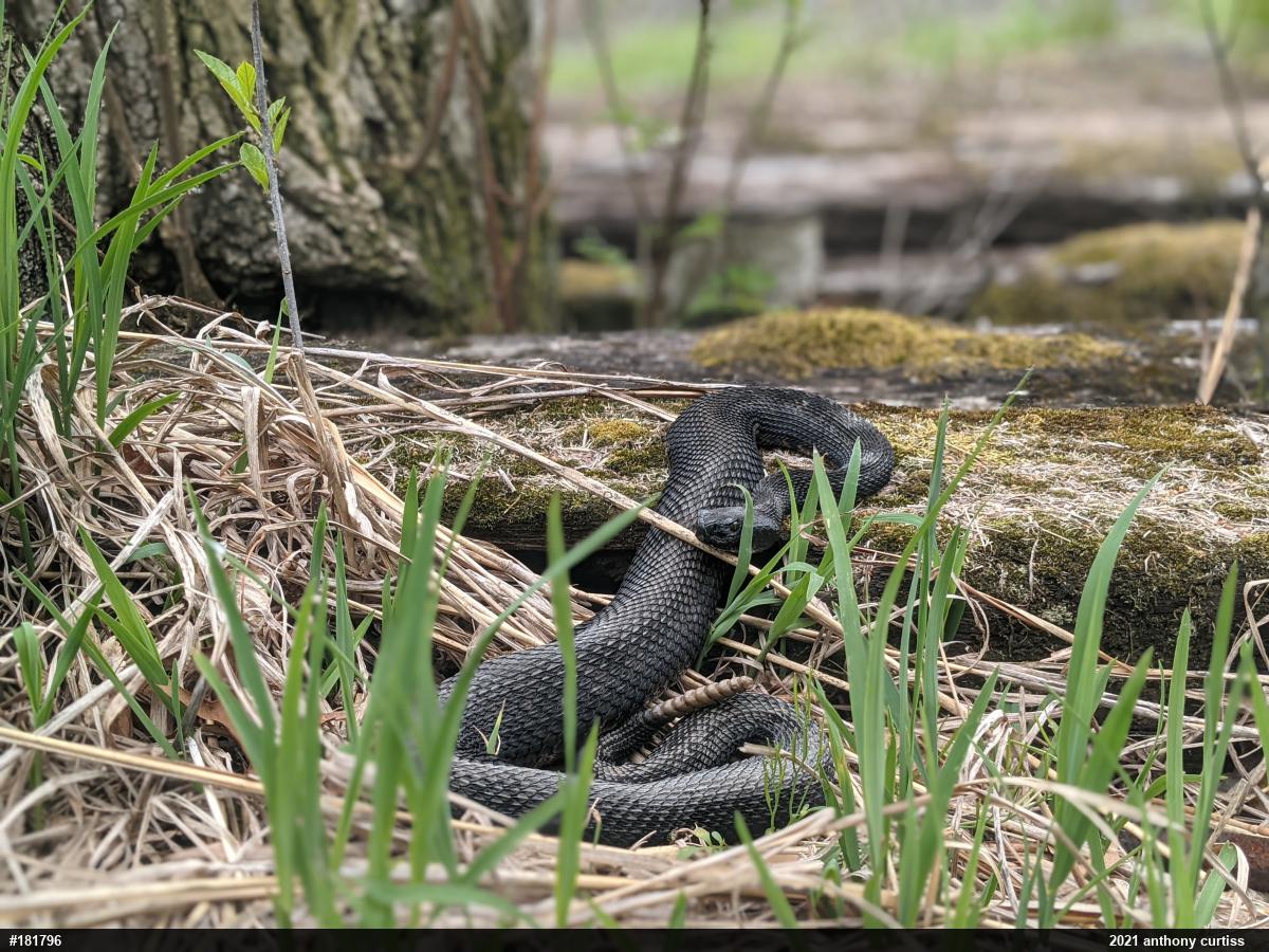 Timber Rattlesnake