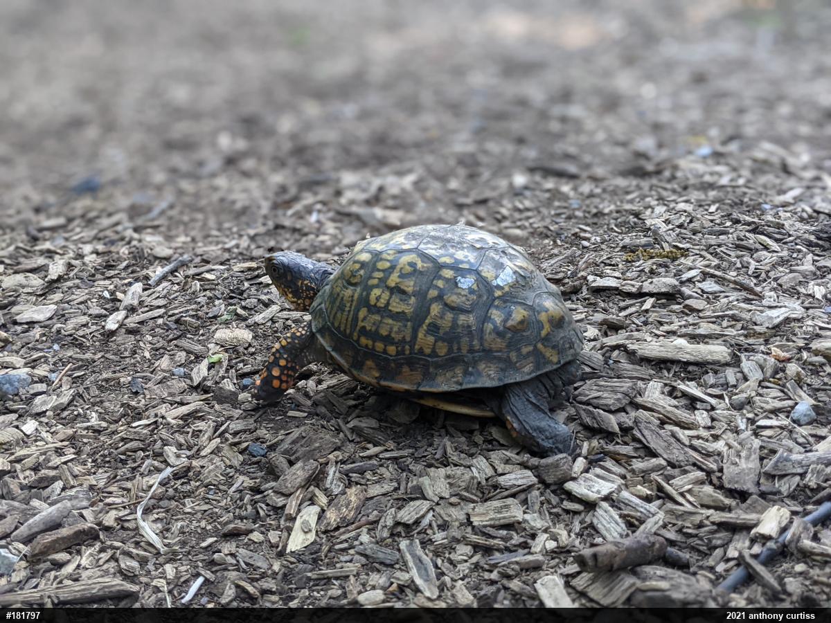 Eastern Box Turtle