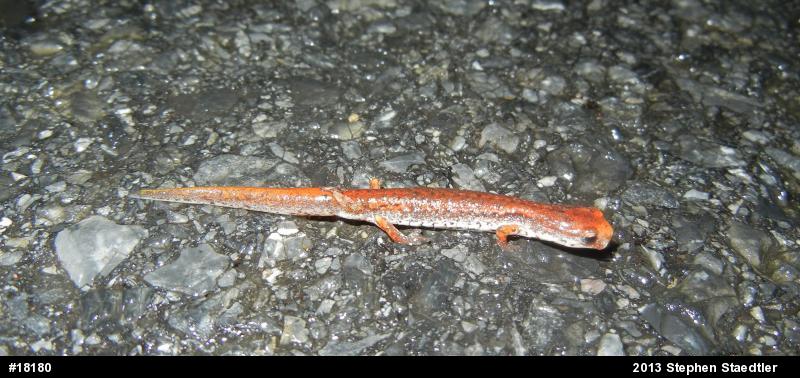 Four-toed Salamander