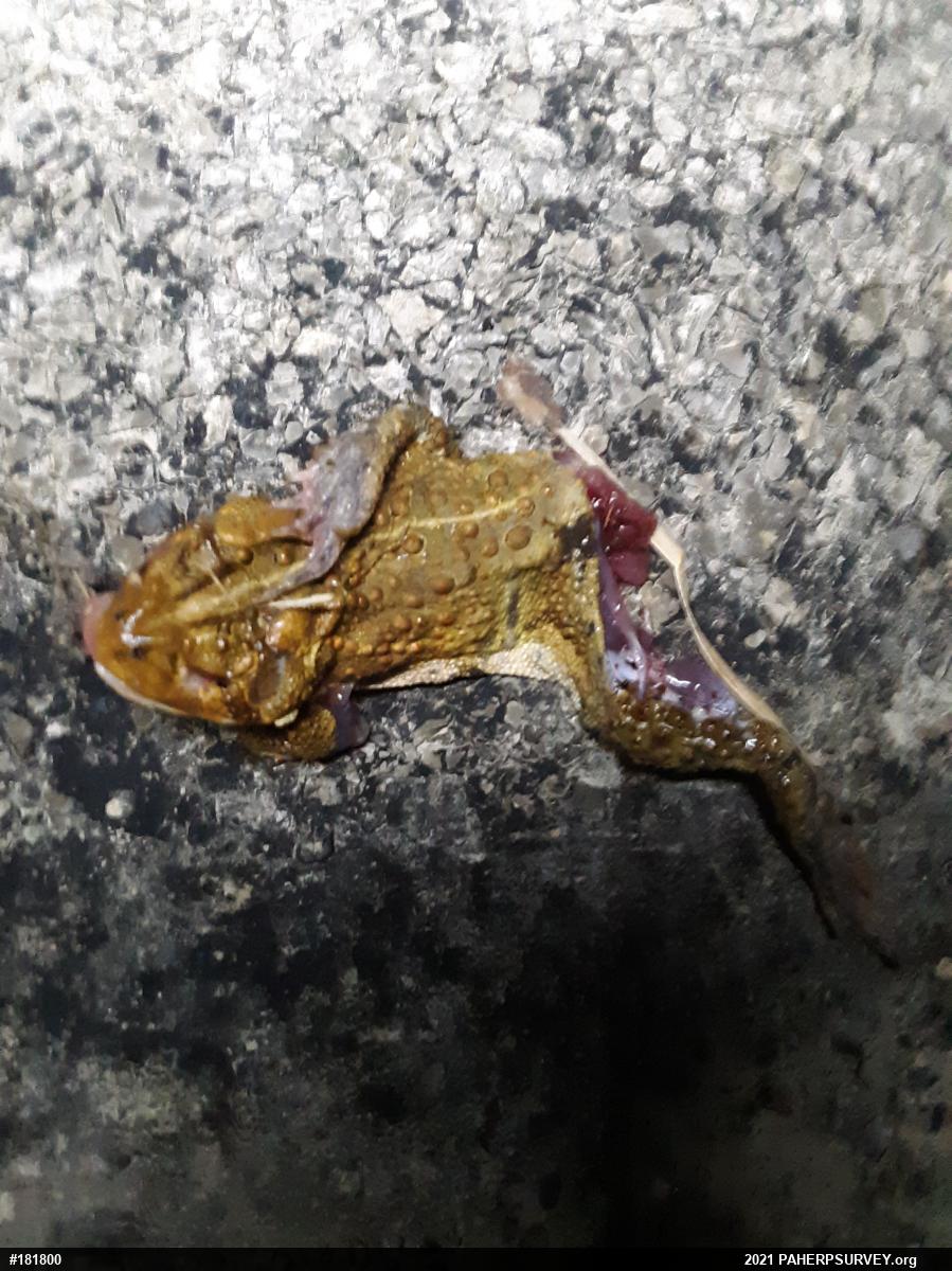 Eastern American Toad