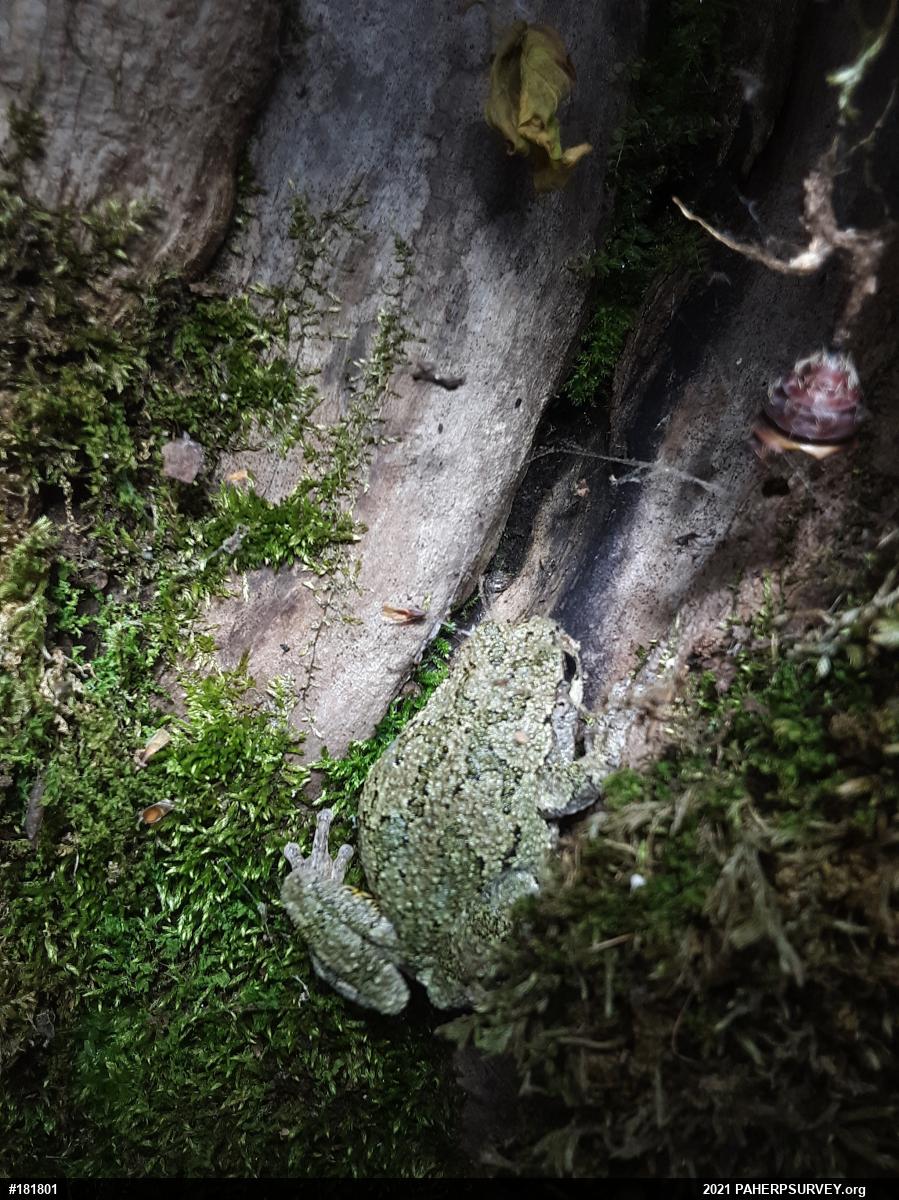 Unknown Gray Treefrog