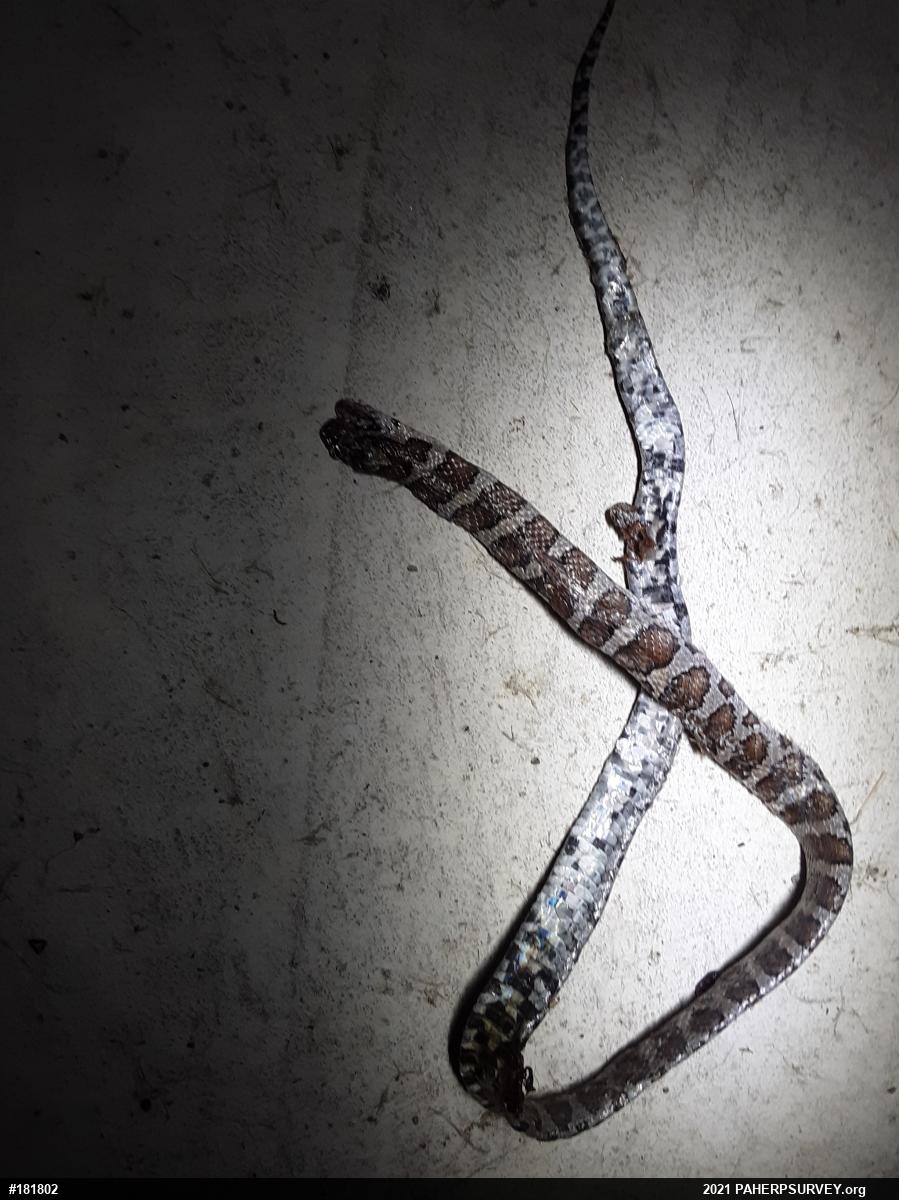Eastern Milksnake