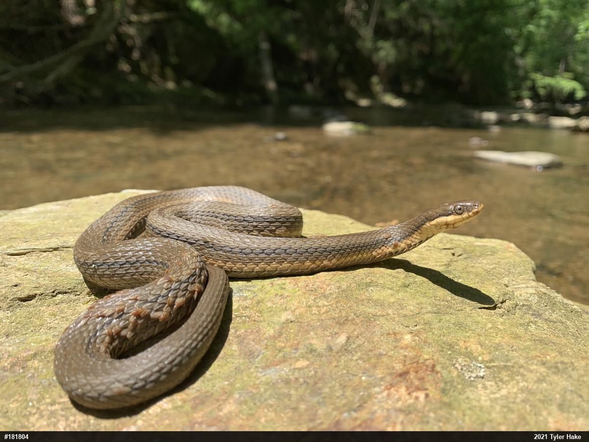 Queensnake