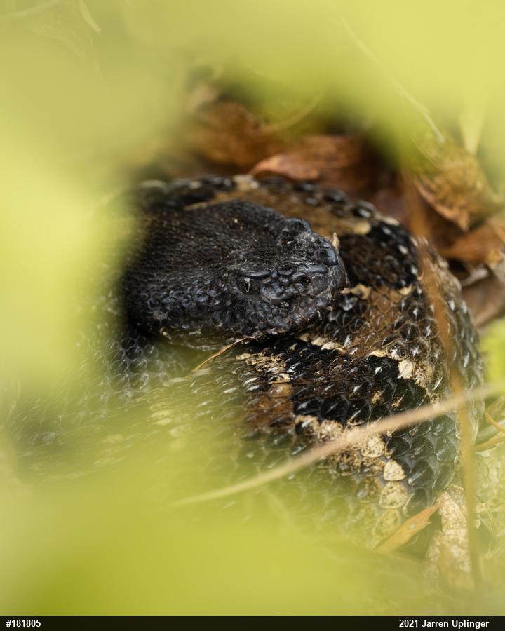 Timber Rattlesnake