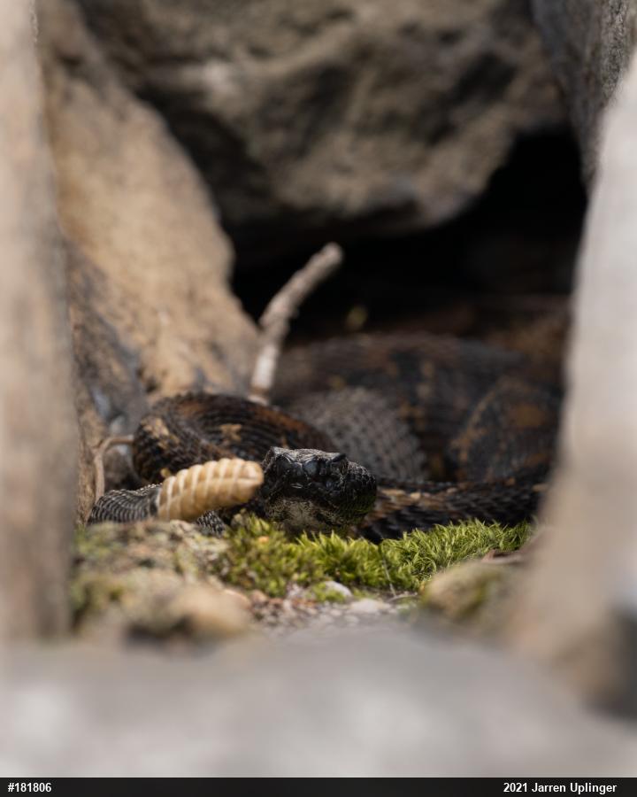 Timber Rattlesnake