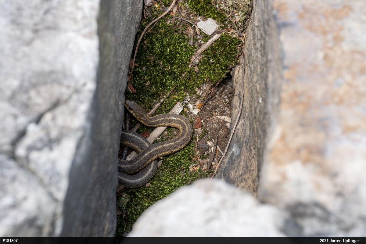 Eastern Gartersnake