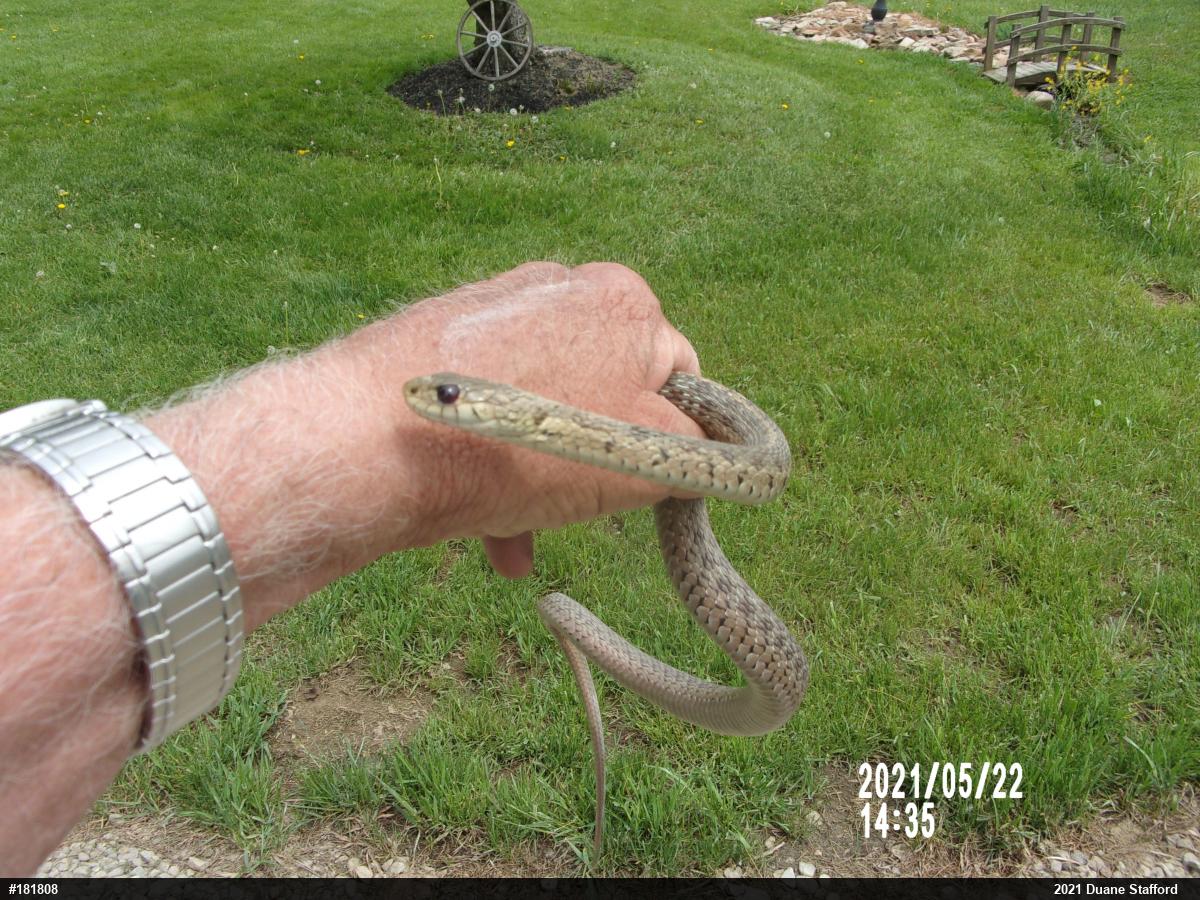Eastern Gartersnake