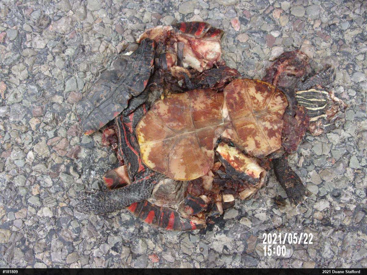Midland Painted Turtle
