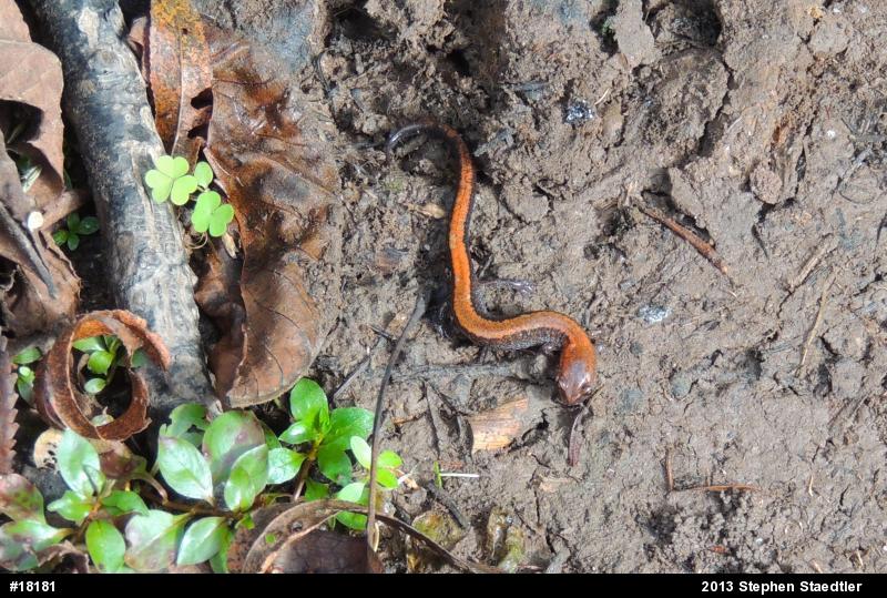 Eastern Red-backed  Salamander