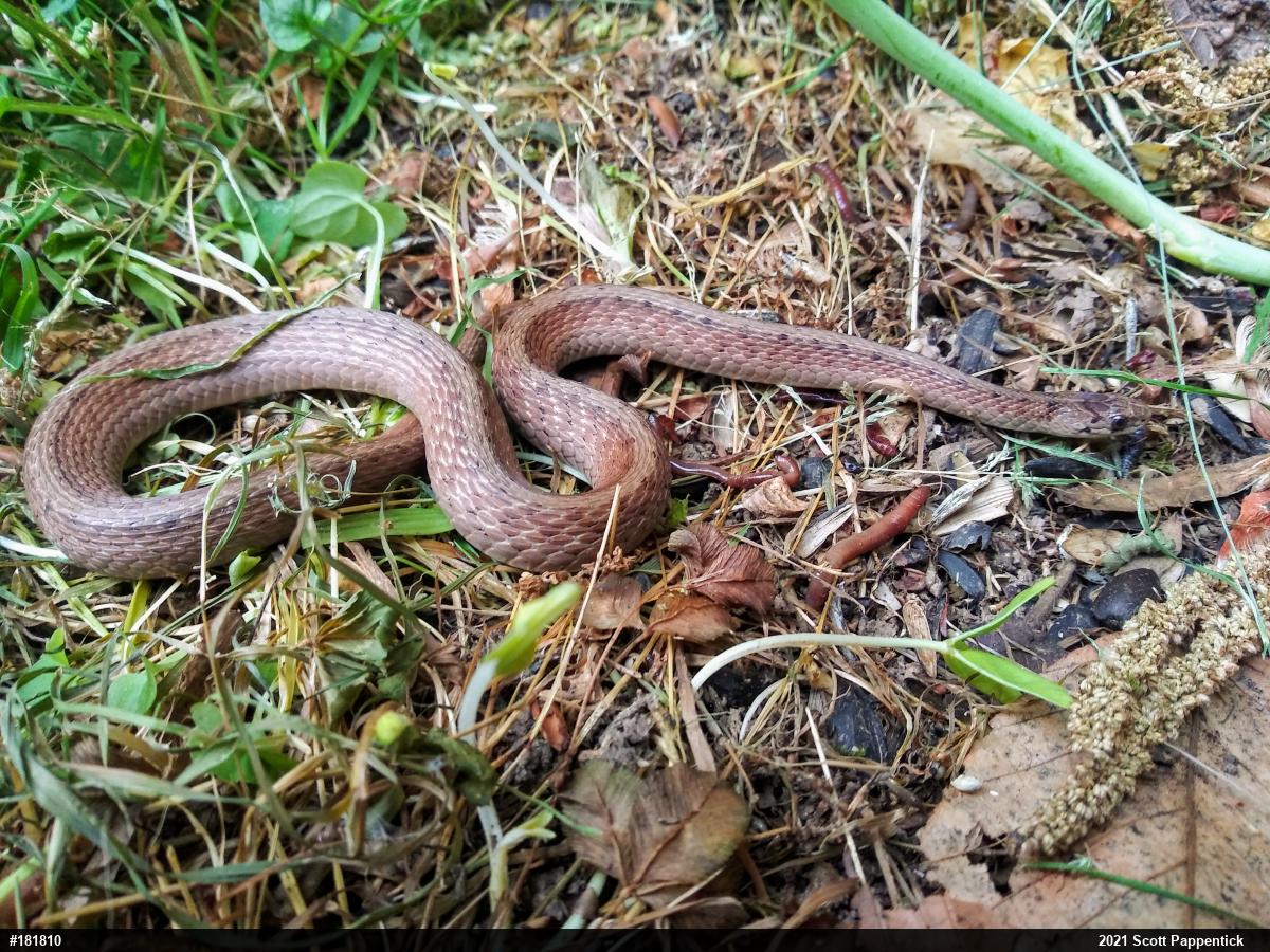 Dekay's Brownsnake