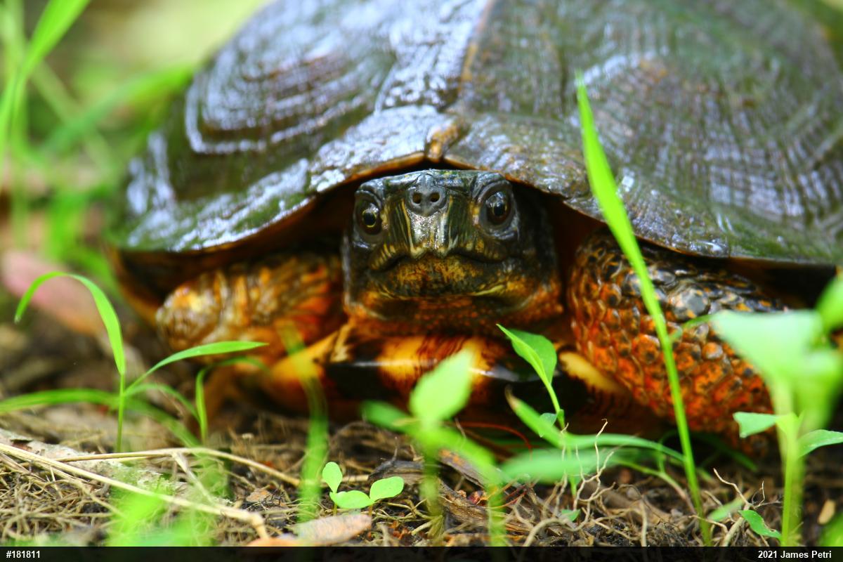 Wood Turtle