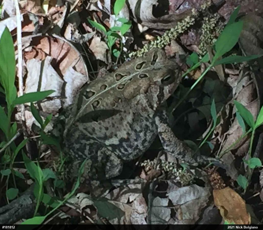 Eastern American Toad