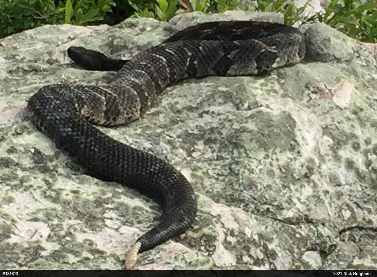 Timber Rattlesnake