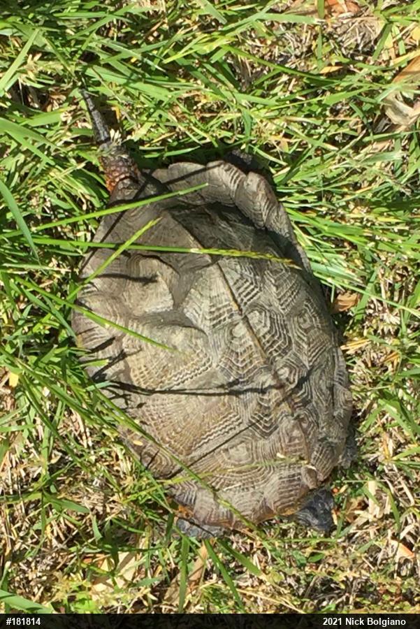 Wood Turtle