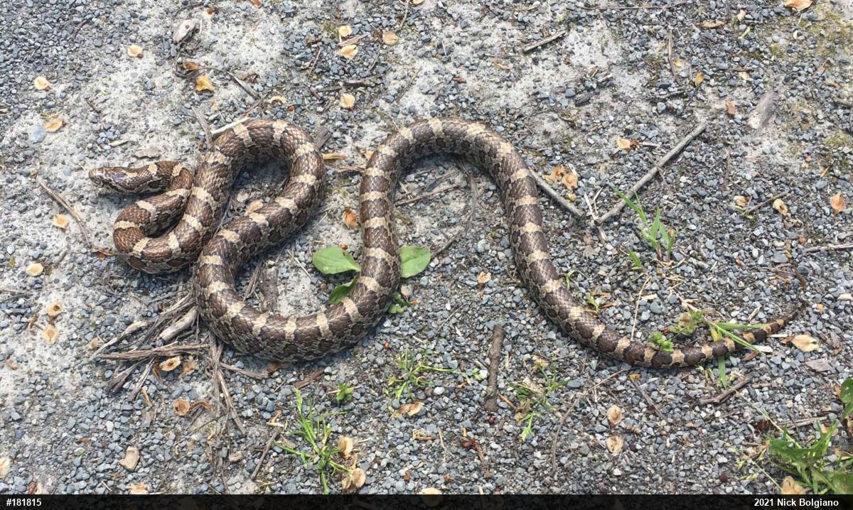 Eastern Milksnake
