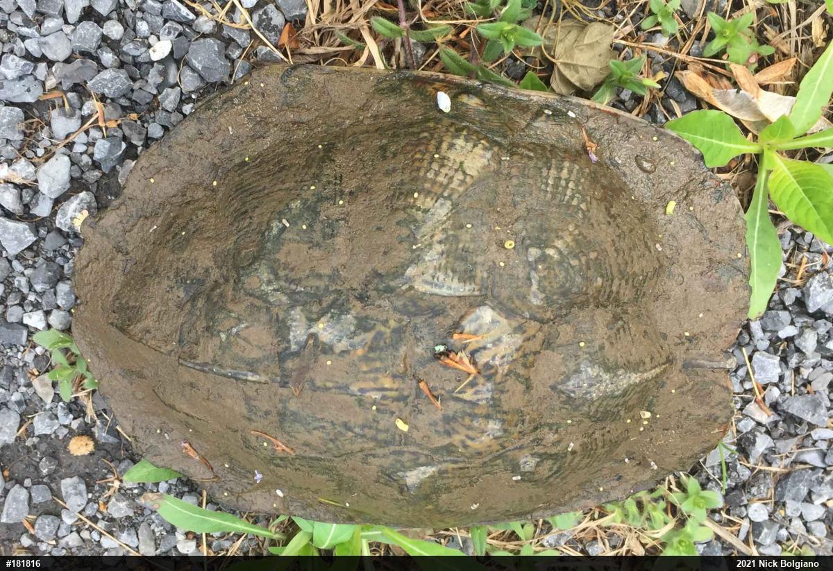 Wood Turtle