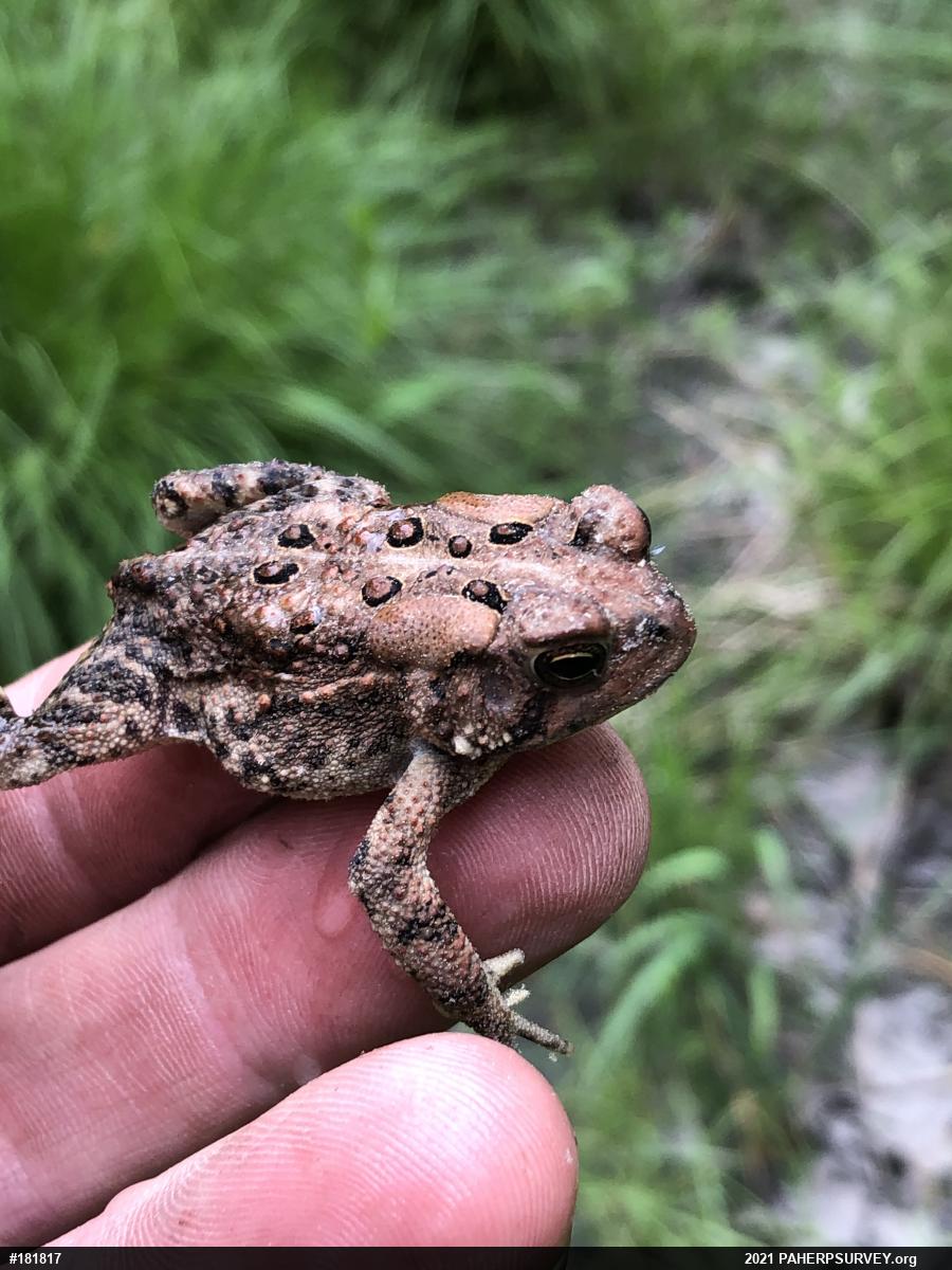 Eastern American Toad